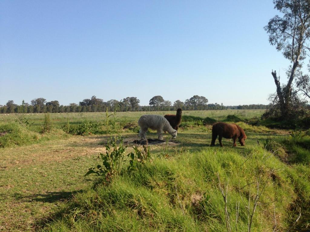 Wangaratta North Family Motel Εξωτερικό φωτογραφία